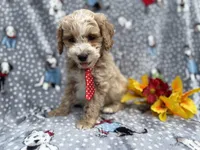 Tate, a male Cockapoo and Poodle - Miniature  for sale in Lakeland, FL – Photo 3 of 7