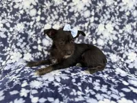 Ava, a female Miniature Schnauzer for sale in Lakeland, FL – 8 of 8