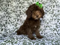 Claire, a female Cavapoo for sale in Lakeland, FL – 2 of 9