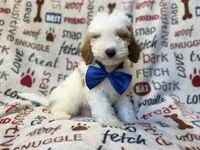 Tofu, a male Poodle - Miniature  for sale in Lakeland, FL – 6 of 10