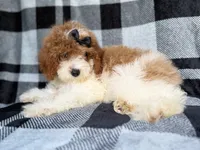 Pepper, a female Cockapoo for sale in Lakeland, FL – 8 of 8