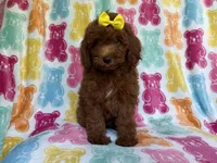 Buttons, a female Yorkipoo for sale in Lakeland, FL – 5 of 9