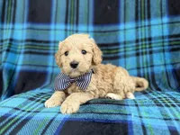 Bowden, a male Goldendoodle and Golden Retriever for sale in Lakeland, FL – Photo 5 of 8