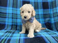 Bowden, a male Goldendoodle and Golden Retriever for sale in Lakeland, FL – Photo 7 of 8