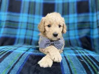 Bowden, a male Goldendoodle and Golden Retriever for sale in Lakeland, FL – Photo 2 of 8