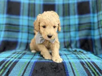 Bowden, a male Goldendoodle and Golden Retriever for sale in Lakeland, FL – Photo 6 of 8
