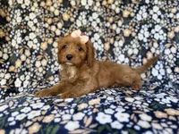 Marley, a female Cavapoo for sale in Lakeland, FL – 2 of 9