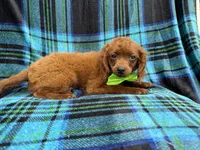 Dakota, a male Cavapoo for sale in Lakeland, FL – 6 of 8