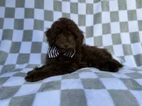Captain, a male Cavapoo for sale in Lakeland, FL – 8 of 9