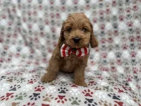 Pete , a male Cockapoo for sale in Lakeland, FL – 2 of 9