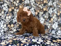 Cora, a female Cavapoo and Poodle - Miniature  for sale in Lakeland, FL – 3 of 10