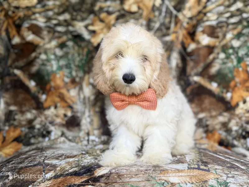 Ollie – Cockapoo puppy for sale in Lakeland, FL