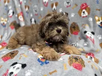 Drake, a male Shihpoo for sale in Lakeland, FL – 7 of 8