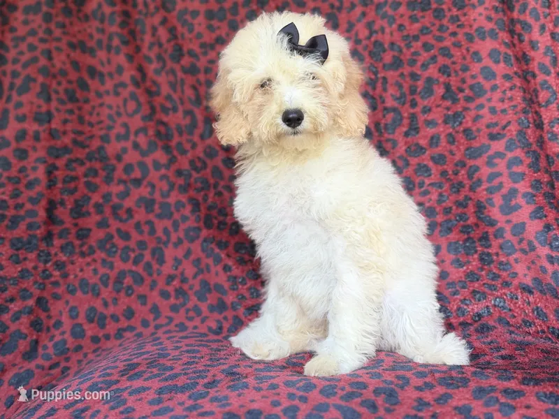 Olive – Cockapoo puppy for sale in Lakeland, FL