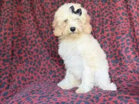 Olive, a female Cockapoo for sale in Lakeland, FL – 1 of 9