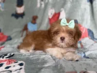 Tilly, a female Lhasa Apso for sale in Lakeland, FL – 1 of 7