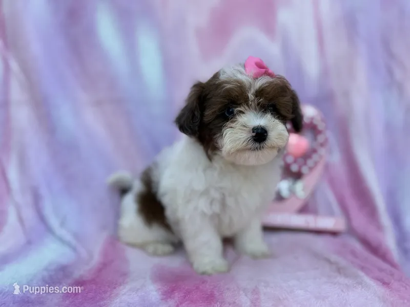 Zuma, a female Shihpoo and Poodle - Miniature  for sale in Lakeland, FL – Photo 1 of 8