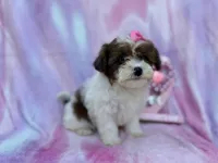 Zuma, a female Shihpoo and Poodle - Miniature  for sale in Lakeland, FL – Photo 1 of 8