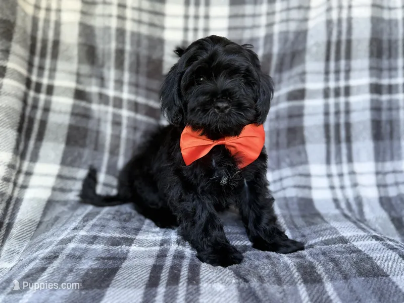 Zander – Shihpoo puppy for sale in Lakeland, FL