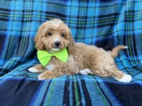 Astor, a male Cavapoo for sale in Lakeland, FL – 1 of 7