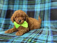 Scooby, a male Miniature Goldendoodle for sale in Lakeland, FL – 6 of 10