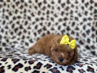 Carmen, a female Cavapoo and Poodle - Miniature  for sale in Lakeland, FL – 5 of 9