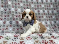 Odie, a male Cavalier King Charles Spaniel for sale in Lakeland, FL – Photo 2 of 8