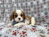 Odie, a male Cavalier King Charles Spaniel for sale in Lakeland, FL – Photo 4 of 8