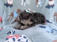 Piper, a female Miniature Schnauzer for sale in Lakeland, FL – 2 of 9