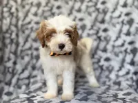 Sparky, a male Cavapoo for sale in Lakeland, FL – 5 of 9