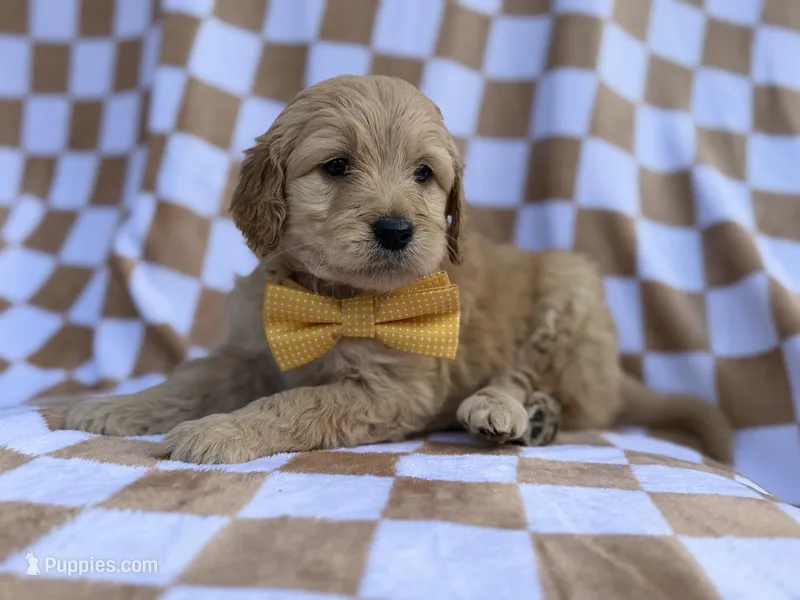 Benson – Goldendoodle, Golden Retriever puppy for sale in Lakeland, FL