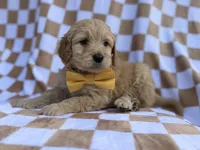 Benson, a male Goldendoodle and Golden Retriever for sale in Lakeland, FL – Photo 1 of 8