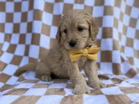Benson, a male Goldendoodle and Golden Retriever for sale in Lakeland, FL – Photo 6 of 8