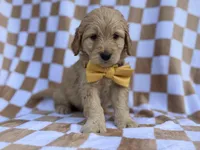 Benson, a male Goldendoodle and Golden Retriever for sale in Lakeland, FL – Photo 5 of 8
