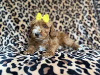 Janey, a female Cockapoo and Poodle - Miniature  for sale in Lakeland, FL – 4 of 9