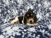 Whitney, a female Beagle for sale in Lakeland, FL – 7 of 9