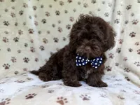 Amos, a male Shihpoo for sale in Lakeland, FL – 9 of 10