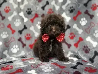 Benson, a male Shihpoo and Poodle - Miniature  for sale in Lakeland, FL – 7 of 10