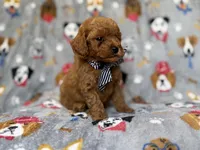 Lynx, a male Cavapoo for sale in Lakeland, FL – 3 of 8