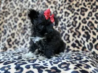 Zelda, a female Miniature Schnauzer for sale in Lakeland, FL – 2 of 10