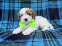 Dexter, a male Cavapoo and Poodle - Miniature  for sale in Lakeland, FL – 9 of 9