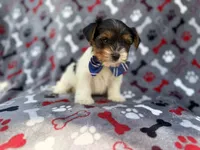 Tuck, a male Yorkshire Terrier for sale in Lakeland, FL – 2 of 8
