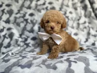 Freddy, a male Cockapoo and Poodle - Miniature  for sale in Lakeland, FL – 4 of 8
