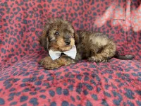 Oscar, a male Miniature Aussiedoodle for sale in Lakeland, FL – 7 of 9