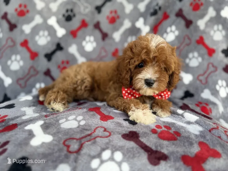 Leo – Cavapoo puppy for sale in Lakeland, FL