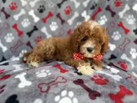 Leo, a male Cavapoo for sale in Lakeland, FL – 1 of 9