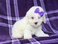 Hope, a female Bichpoo for sale in Lakeland, FL – 7 of 9