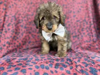 Oscar, a male Miniature Aussiedoodle for sale in Lakeland, FL – 1 of 9