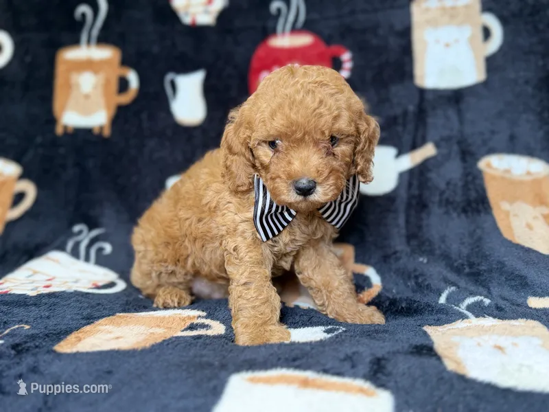 Lance – Cavapoo puppy for sale in Lakeland, FL