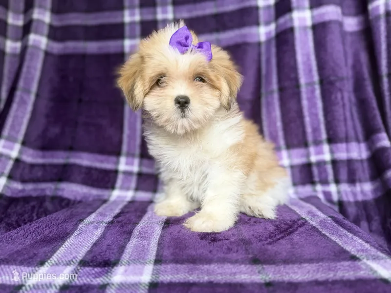 Tessa – Lhasa Apso puppy for sale in Lakeland, FL